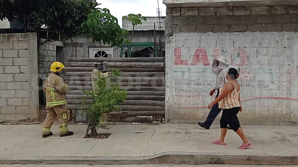 Familia Es Atacada Por Enjambre De Abejas En La Misi N