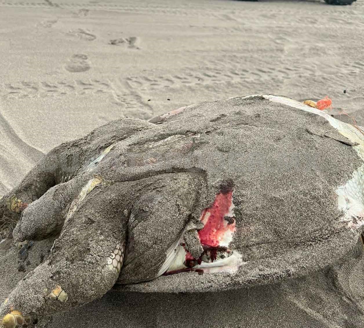 Reportan Mortandad De Tortugas En Puerto Arista