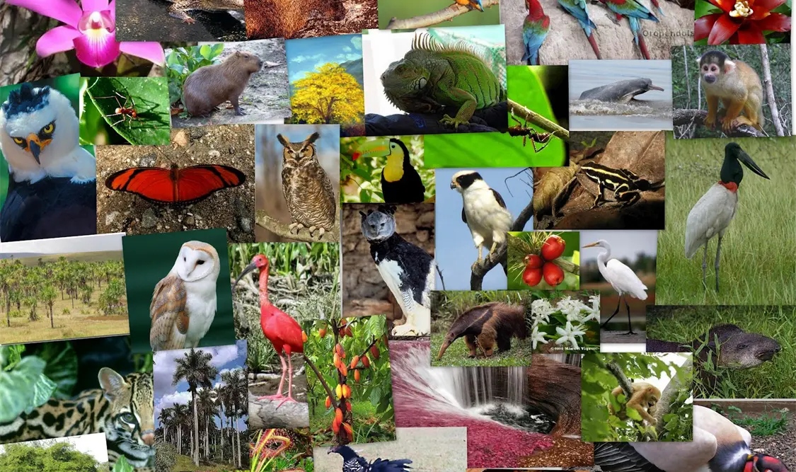 Bio