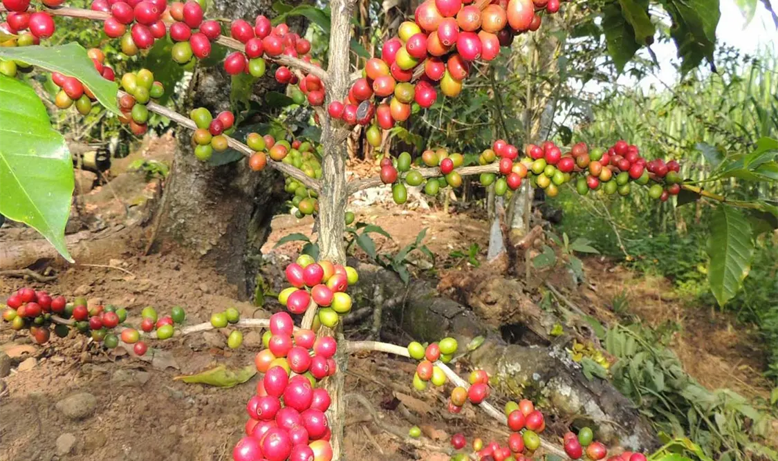 Cada productor estará recibiendo recursos por 32 mil pesos en los cuatro años que durará el programa de reactivación del café. CP