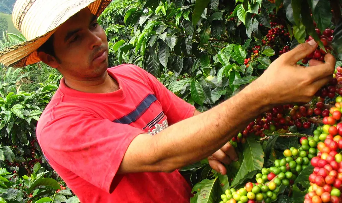 Las plantaciones de café han sido afectadas por la roya.