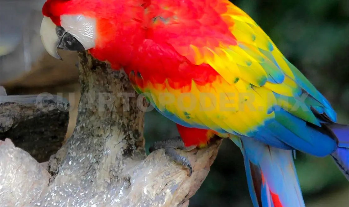 Día Internacional de las Aves