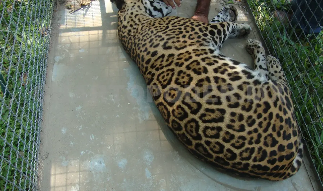 El jaguar fue trasladado a la Unidad para la Conservación de la Vida Silvestre. NTX
