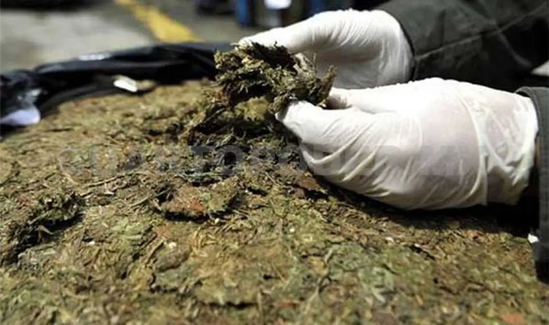 Aseguran marihuana con ruta Jalisco-Guatemala