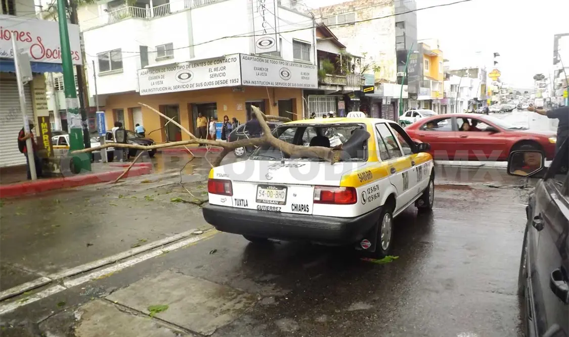 Tras intensa lluvia, cae rama en taxi