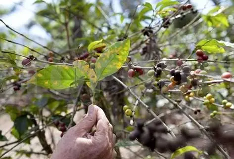 La plaga ha dejado millonarias pérdidas a la caficultura