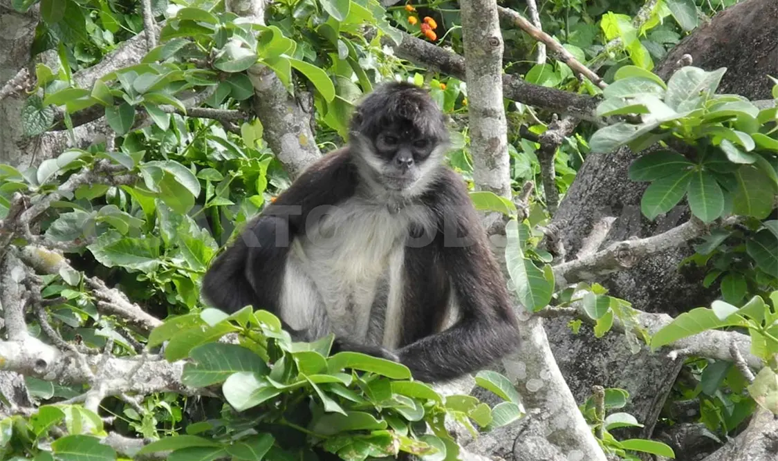 WWF busca con campaña sensibilizar a personas