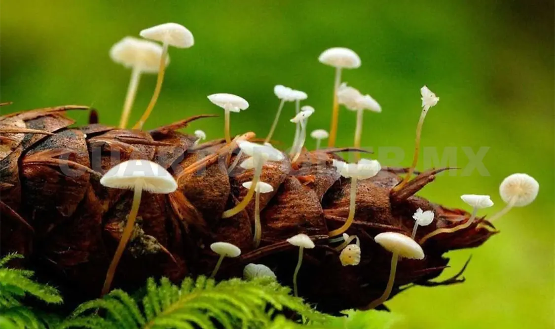 Emiten alerta ante consumo de hongos