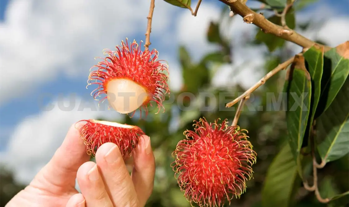 Fortalecerán producción de rambután en Chiapas