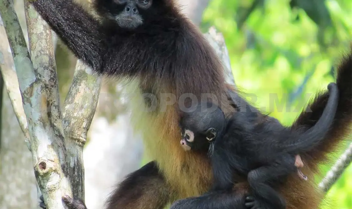 Ayer nació Lily Horstmann, la nueva mono araña de Aluxes . Cortesía