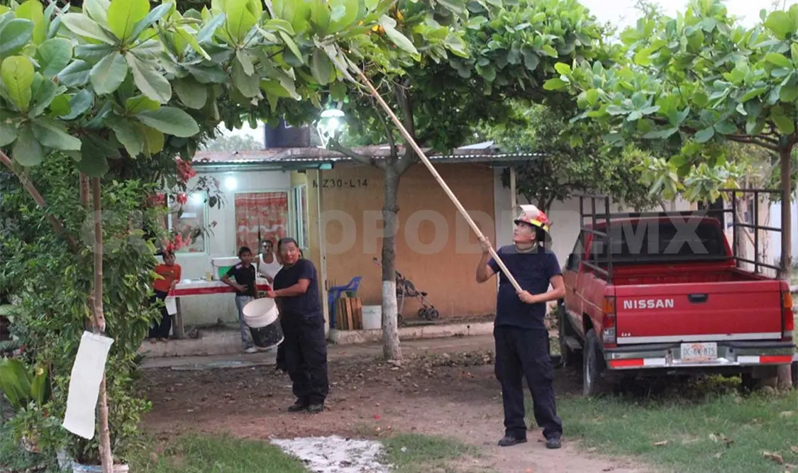 Aspecto de los enjambres encontrados y destruidos por el Cuerpo de Bomberos. Rafael Victorio / CP