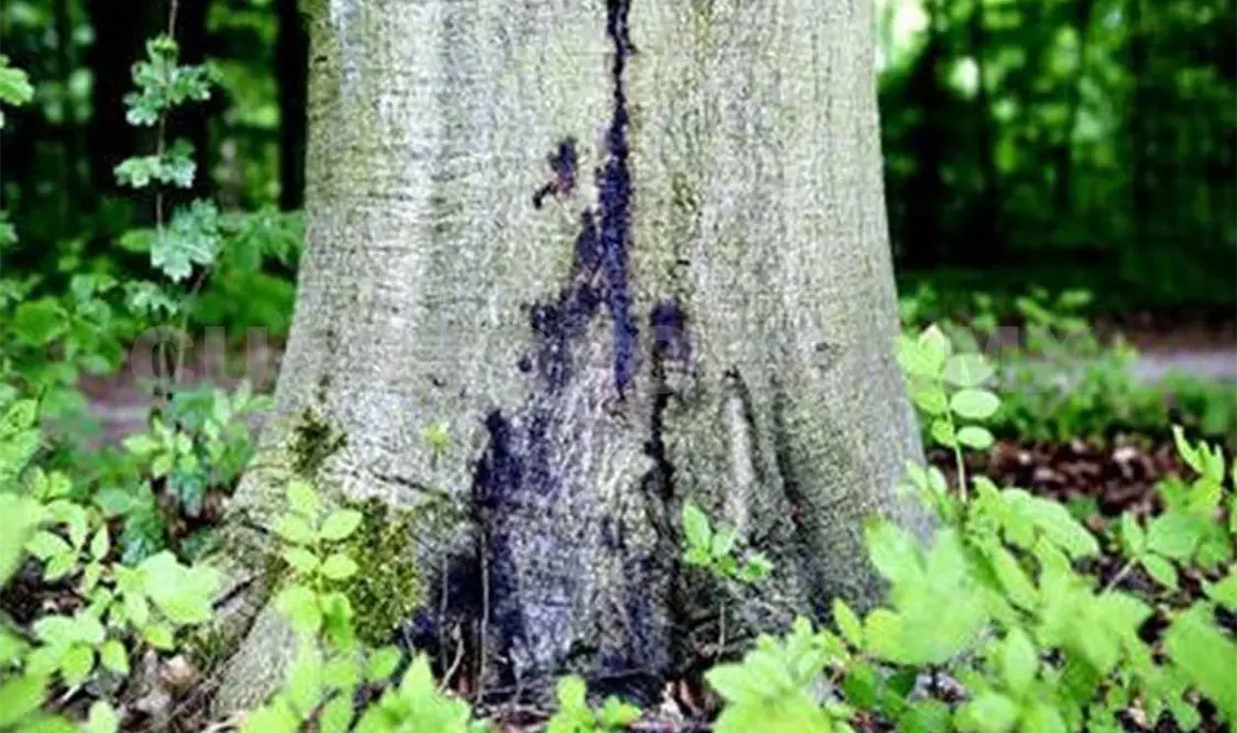 Peligran bosques por cambios en plagas