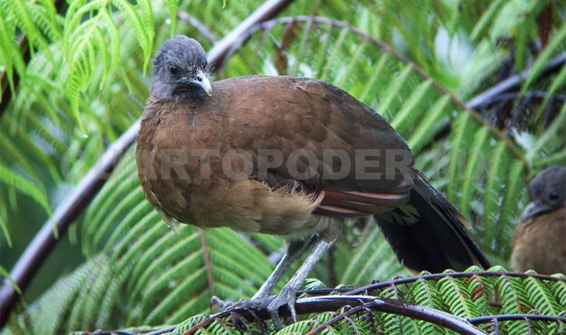 Termina emergencia por gripe aviar