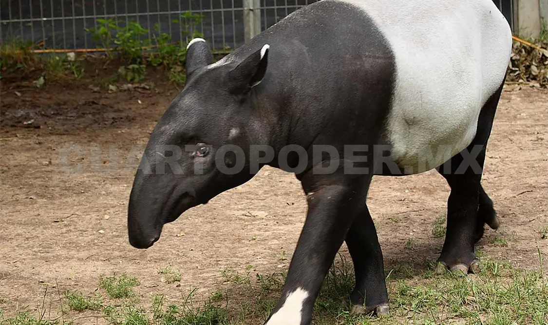 300 mp para conservación del tapir