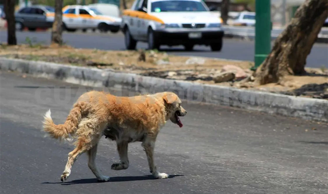 Prevalece sobrepoblación canina y felina en la capital