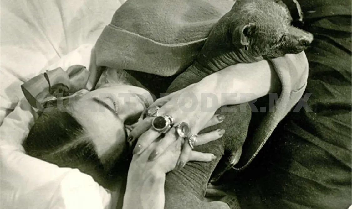 La colección es parte de la exposición Frida Kahlo: Arte, Jardín, Vida