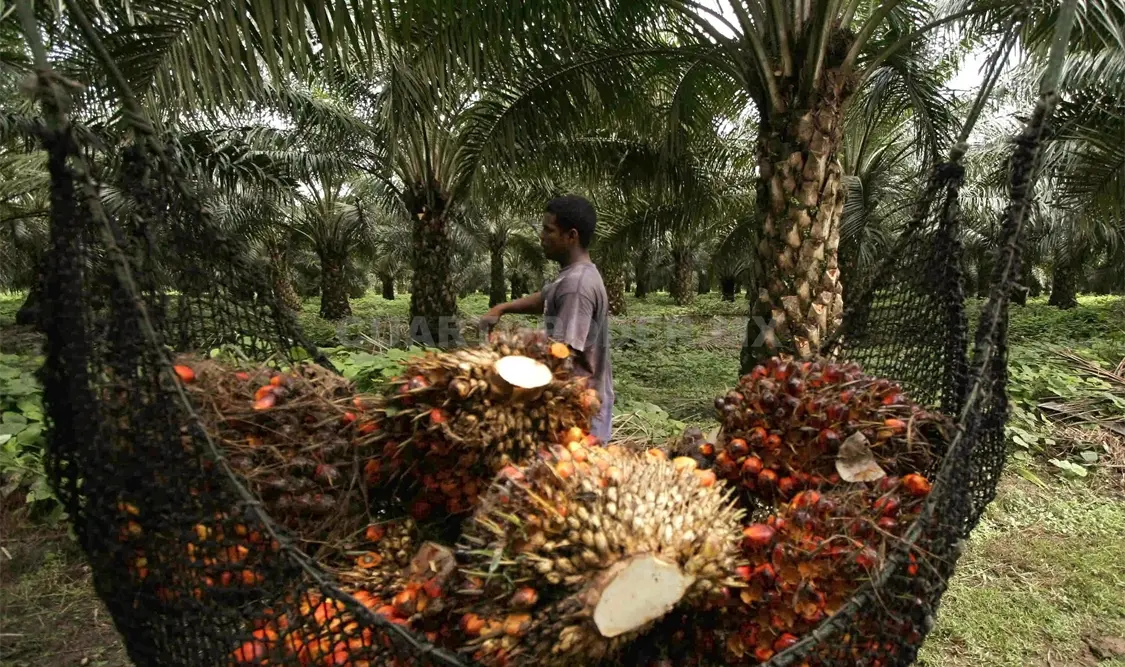 Chiapas potencializará su producción de palma de aceite. Cortesía