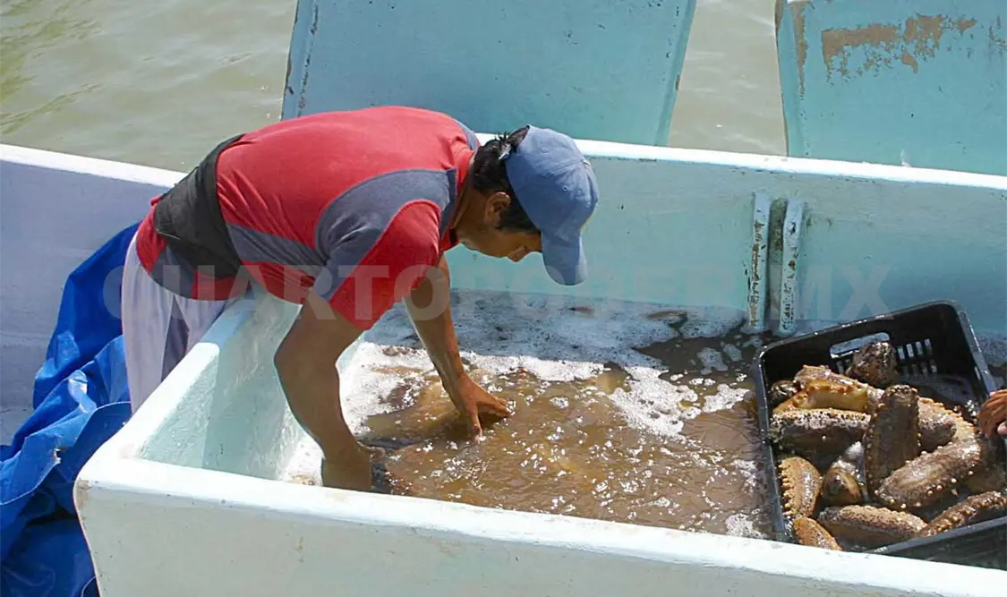 Pepino de mar, en peligro de extinción. Agencias