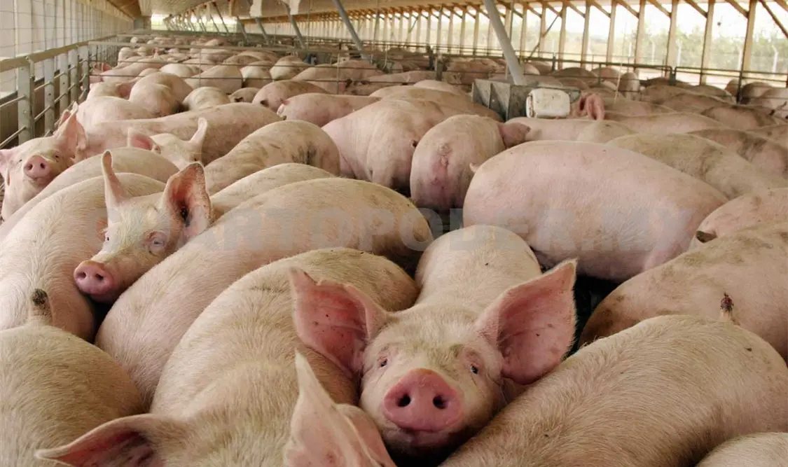 México, libre de fiebre porcina