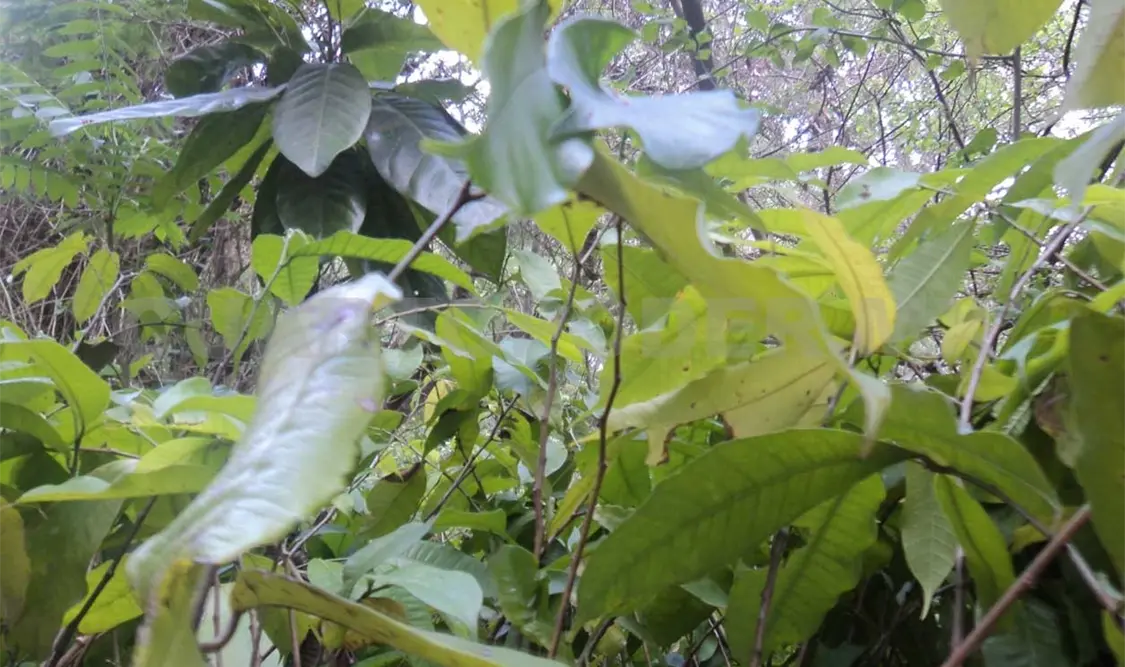 Moju, vegetal que regenera tierras y alimenta especies