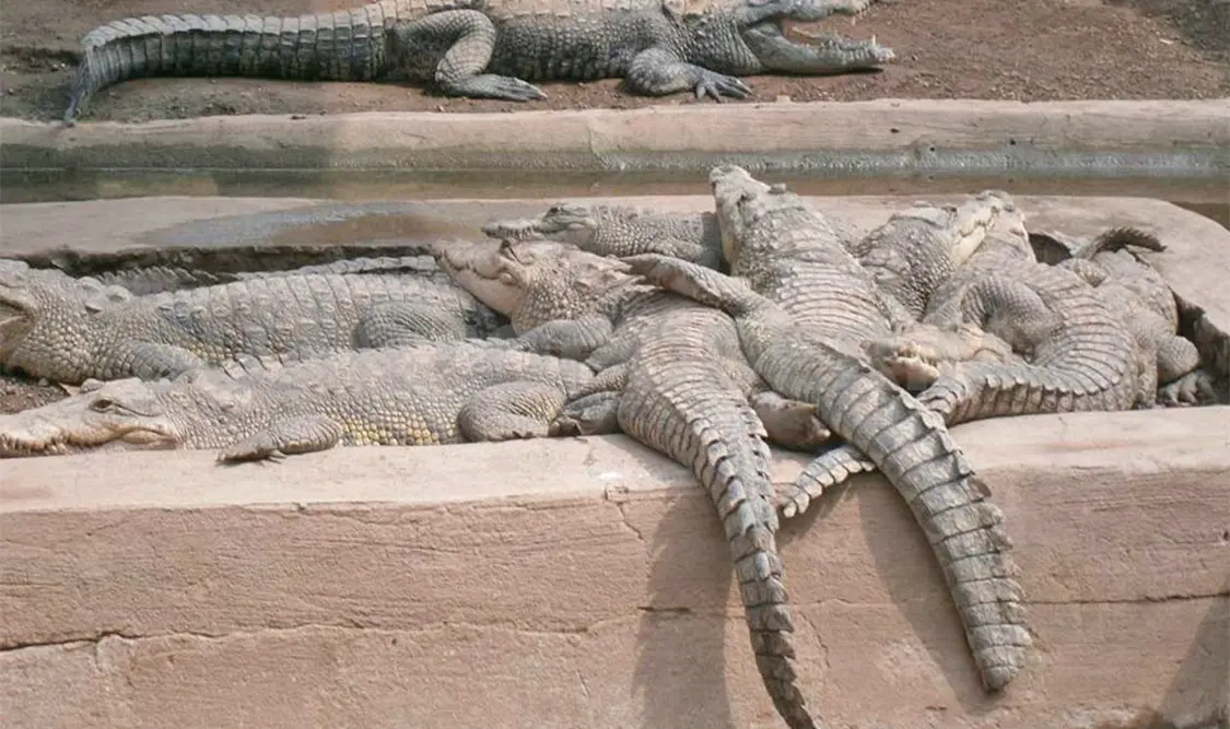 Aseguran 31 cocodrilos en Tecomán, Colima