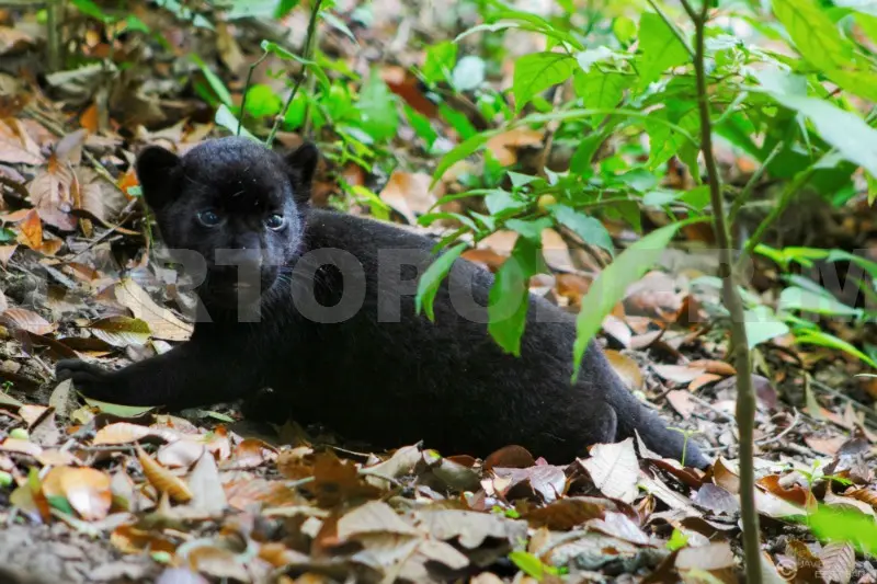 Un gran acontecimiento genético y científico, derivado del apareamiento de la jaguar Gabriela y Jok,felino negro.