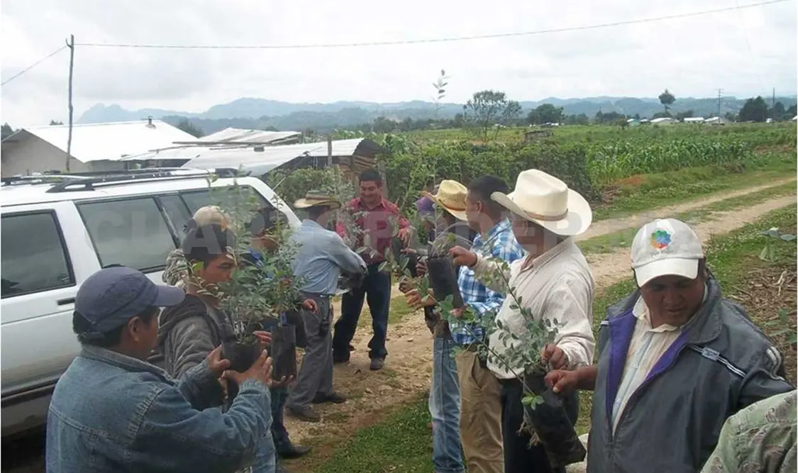 Realizan campaña de reforestación