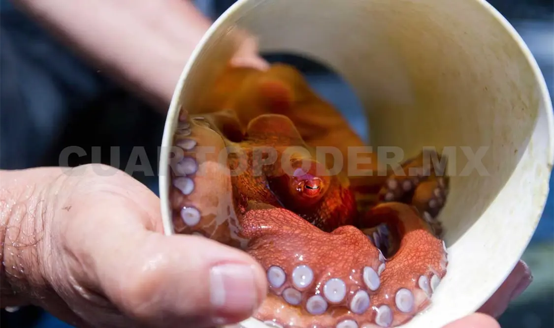 Proyecto de incubación de pulpo