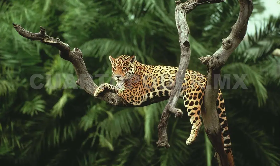 México posee 475 especies en peligro de extinción