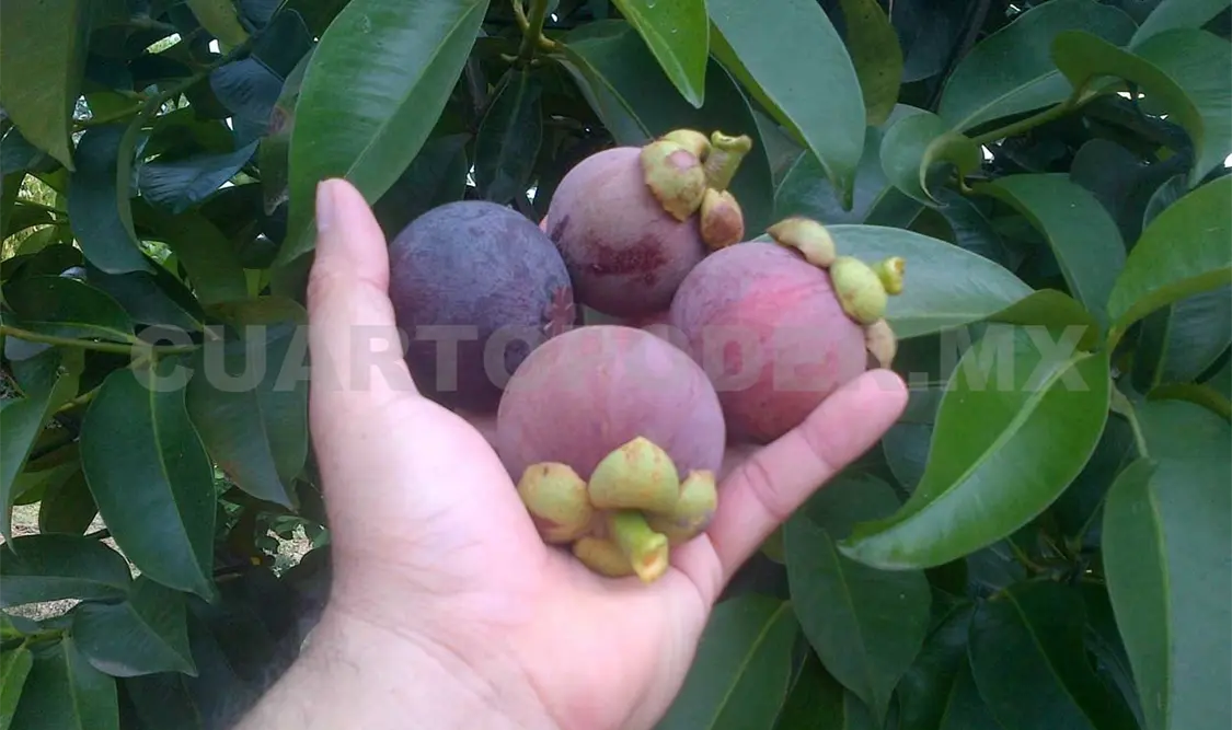 Alertan por tráfico ilegal de frutas