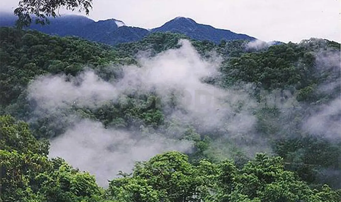 Presentan plan para restaurar bosques