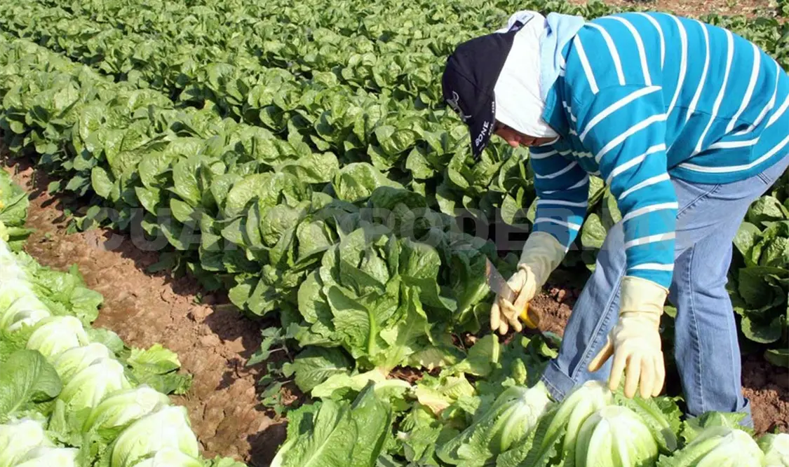 Casi 400 chiapanecos trabajan en Canadá