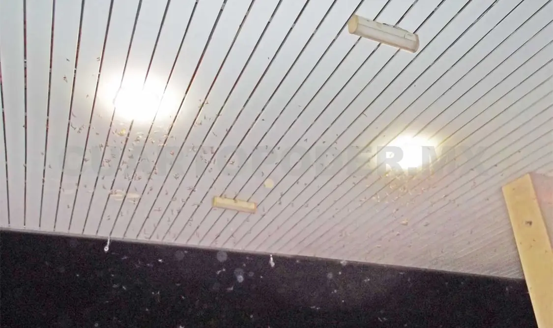 Llueve nucú y caerá más