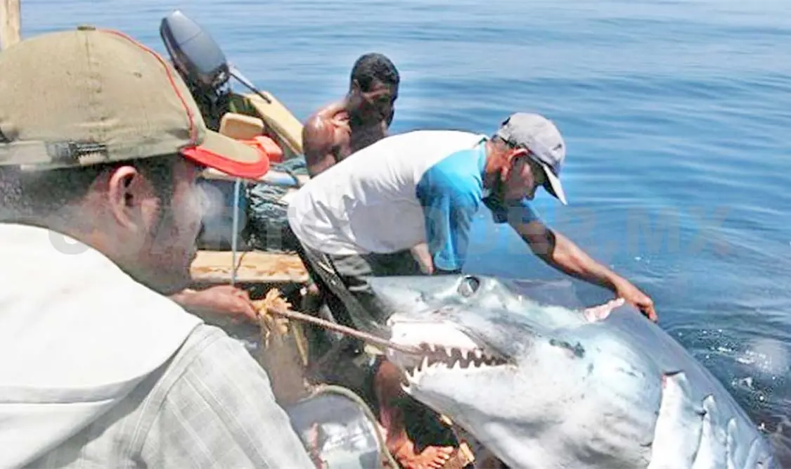 Aumenta captura de tiburón