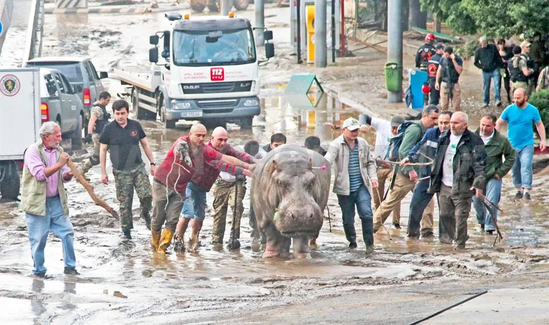 Lluvias dejan 11 muertos y fuga de animales salvajes