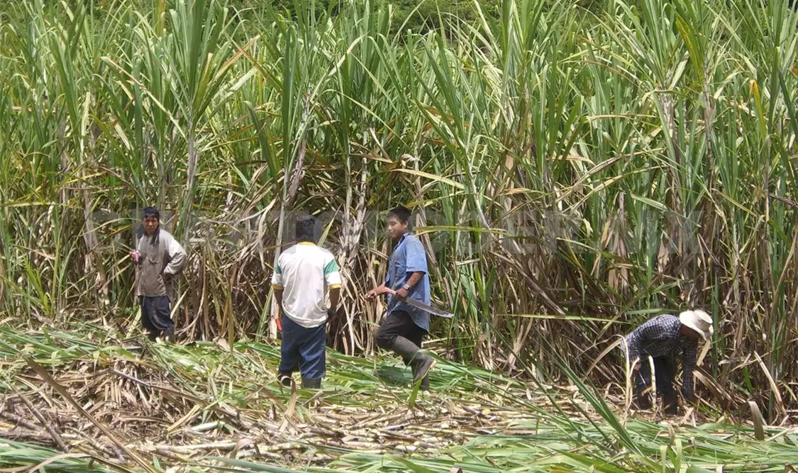 Pretenden ampliar hectáreas para el cultivo de la caña
