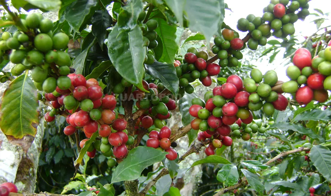 Expertos trabajan en programa de rescate del Café en Chiapas