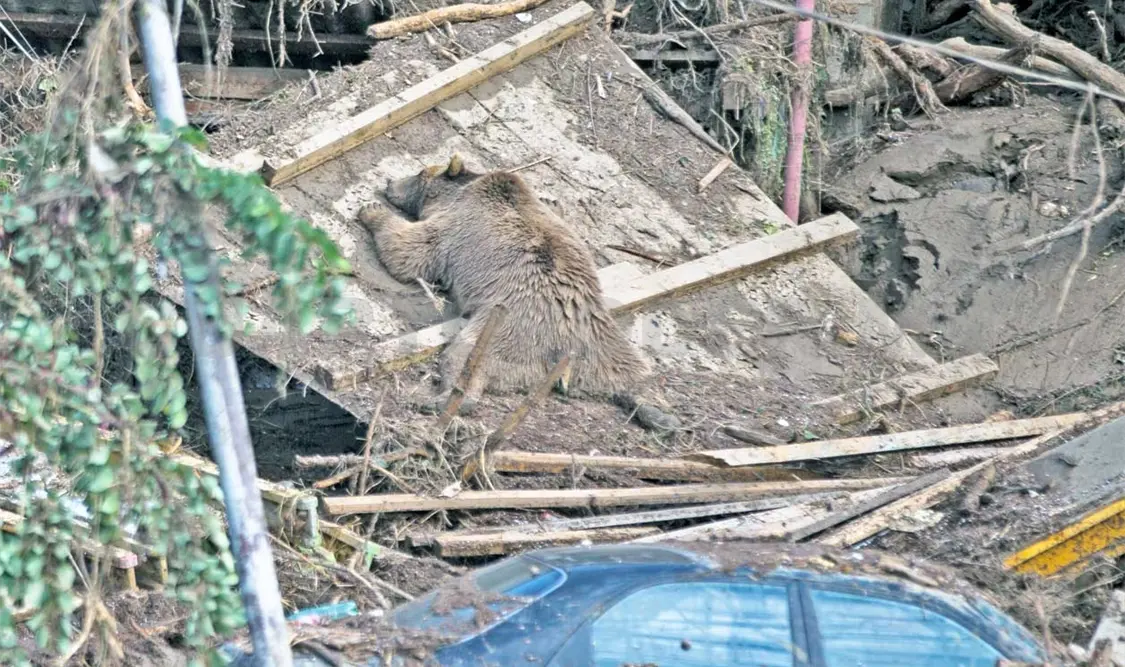 Georgia en alerta por fuga de animales