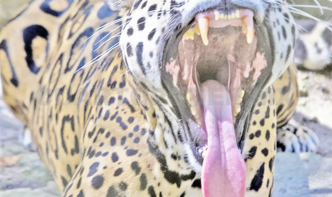 Nuevas medidas a favor del jaguar