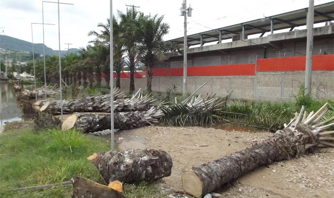 Falsos trabajadores talan palmeras