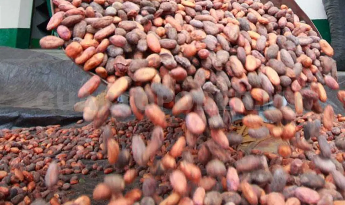 Producción de cacao rebasa los mil millones