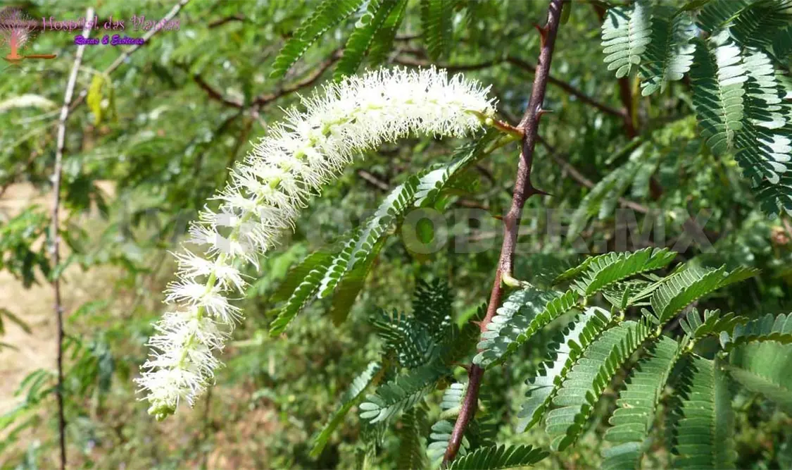 Planta de Tepezcohuite. Cortesía