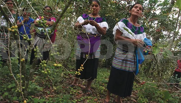 Compradores internacionales de café orgánico interesados en apoyar la lucha contra Roya * CP.