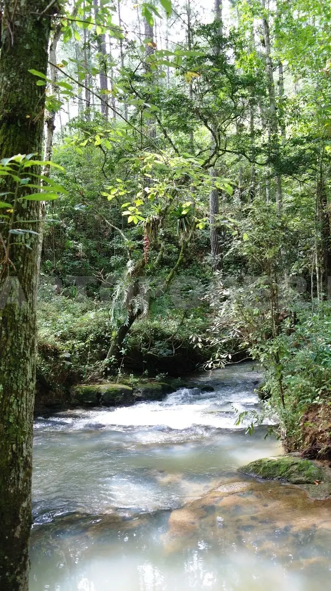 Muchas personas utilizan productos derivados de los bosques para satisfacer sus necesidades básicas de alimento y vivienda, entre otras. CP