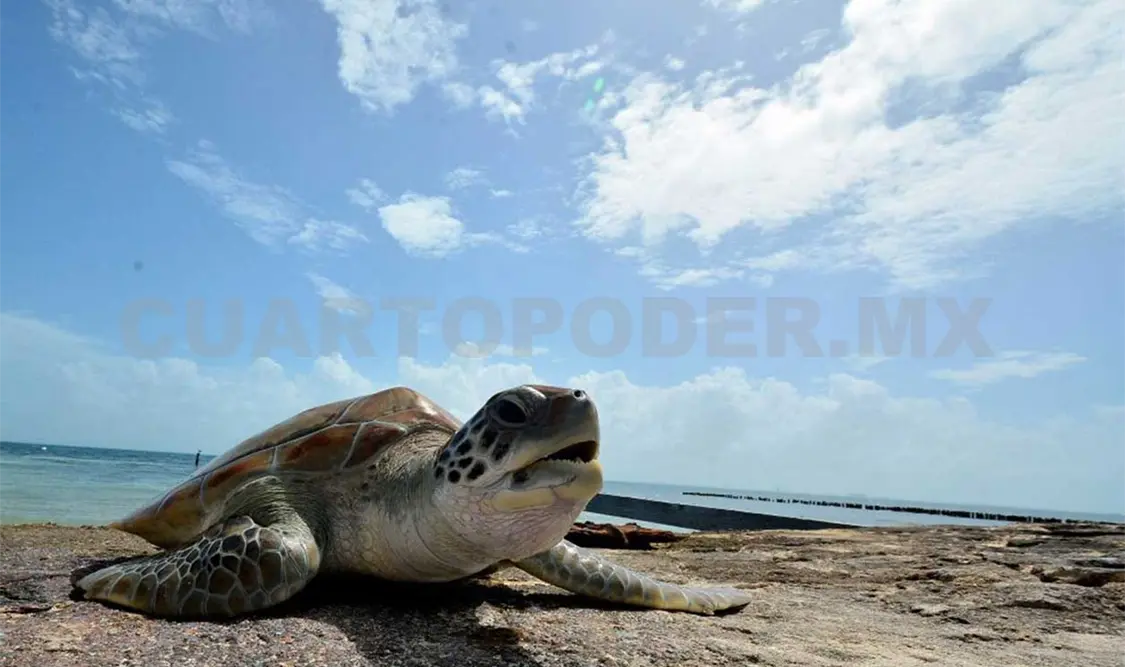 Acciones para proteger a tortugas