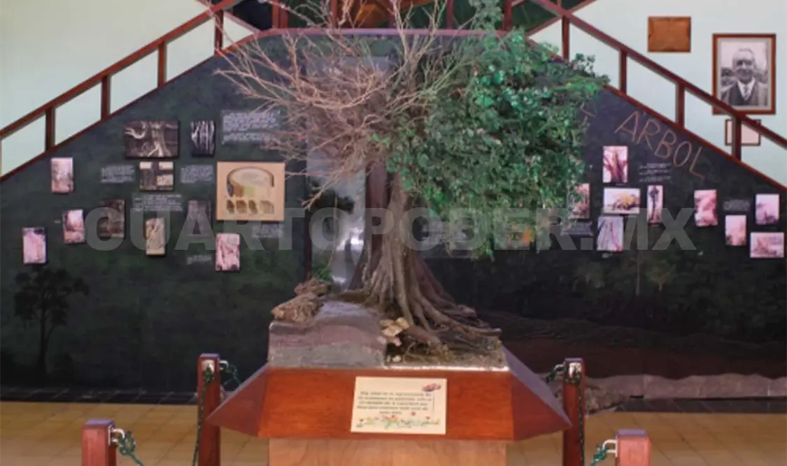 En Museo Botánico se conocen especies del estado