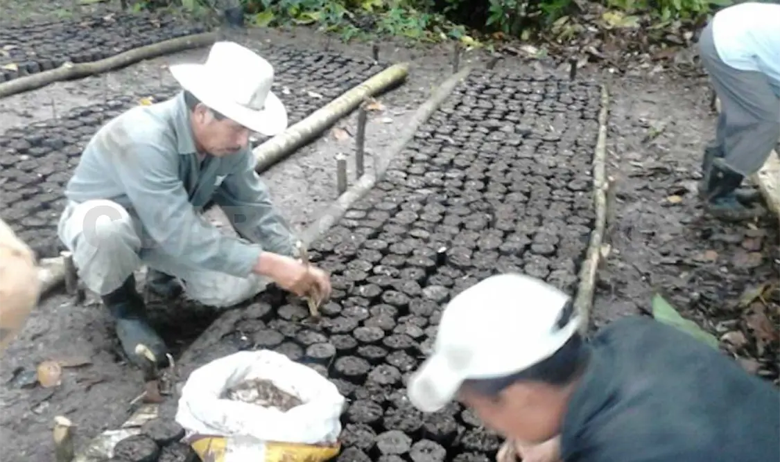 Más de 400 mp para restauración de tierras en Chiapas