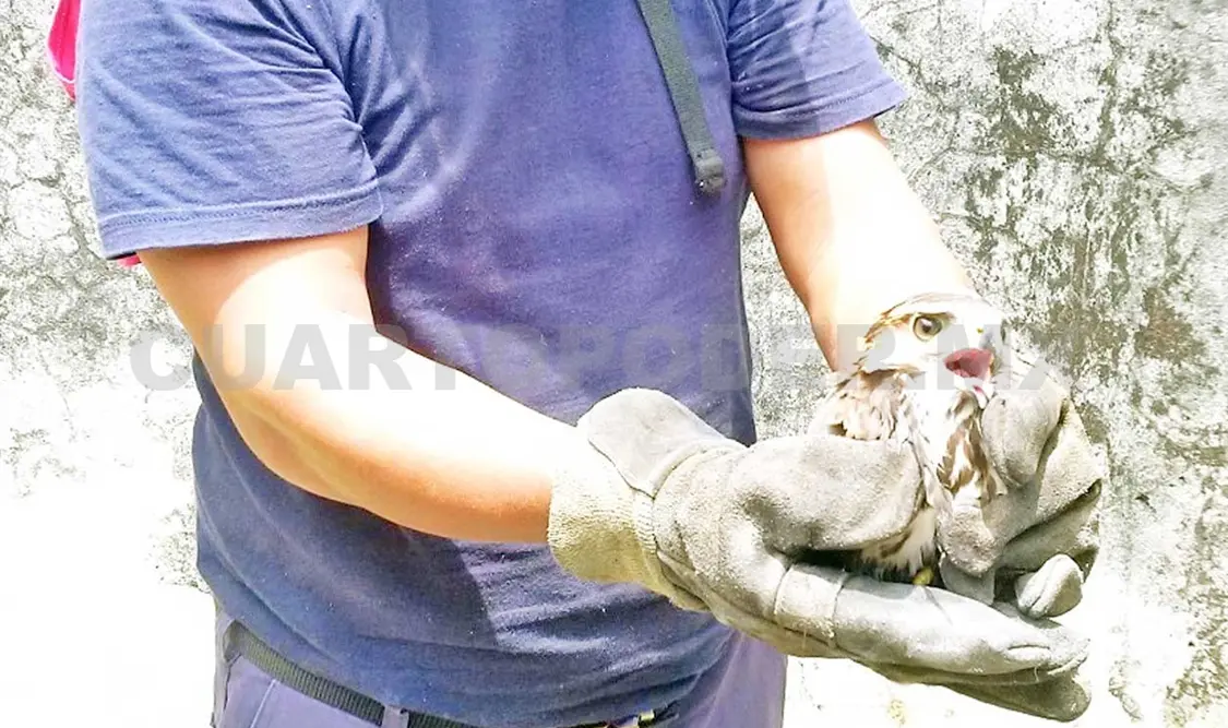 Bomberos rescatan a dos animales