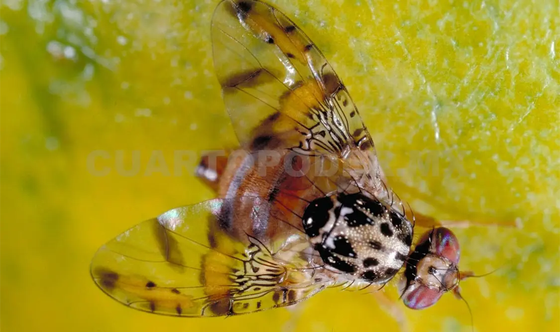 Mosca del Mediterráneo, plaga que afecta el campo chiapaneco. Cortesía / CP