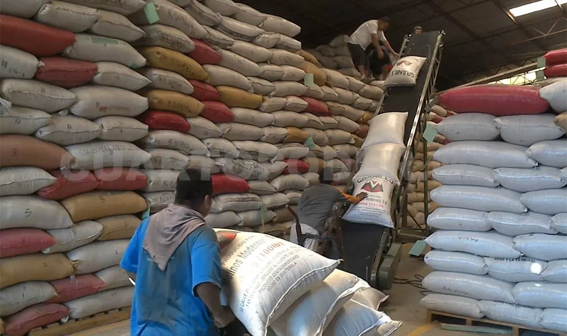 Granos, indispensables para la alimentación del ganado en Chiapas. Alejandro Aguilar / CP